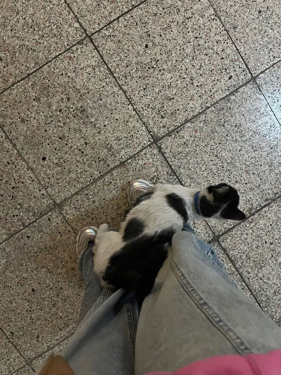 گربه پیدا شده|حیوانات|مشهد, دانشجو|دیوار