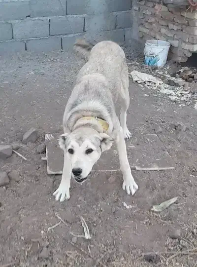 سگ سرابی ماده|سگ|اردبیل, |دیوار