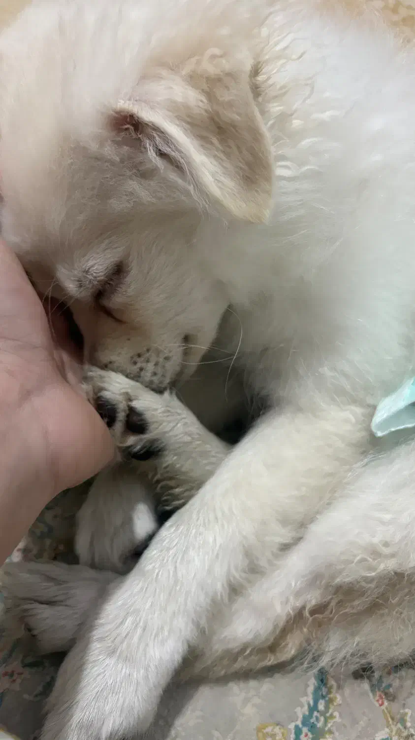 سگ با وسیله کامل و آموزش دیده|سگ|بندرعباس, |دیوار