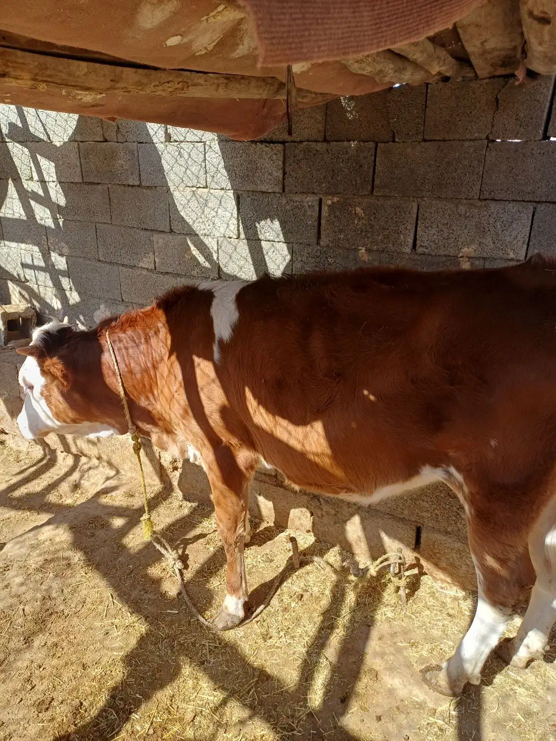 فروش گاو و گوساله|حیوانات مزرعه|پلدختر, |دیوار