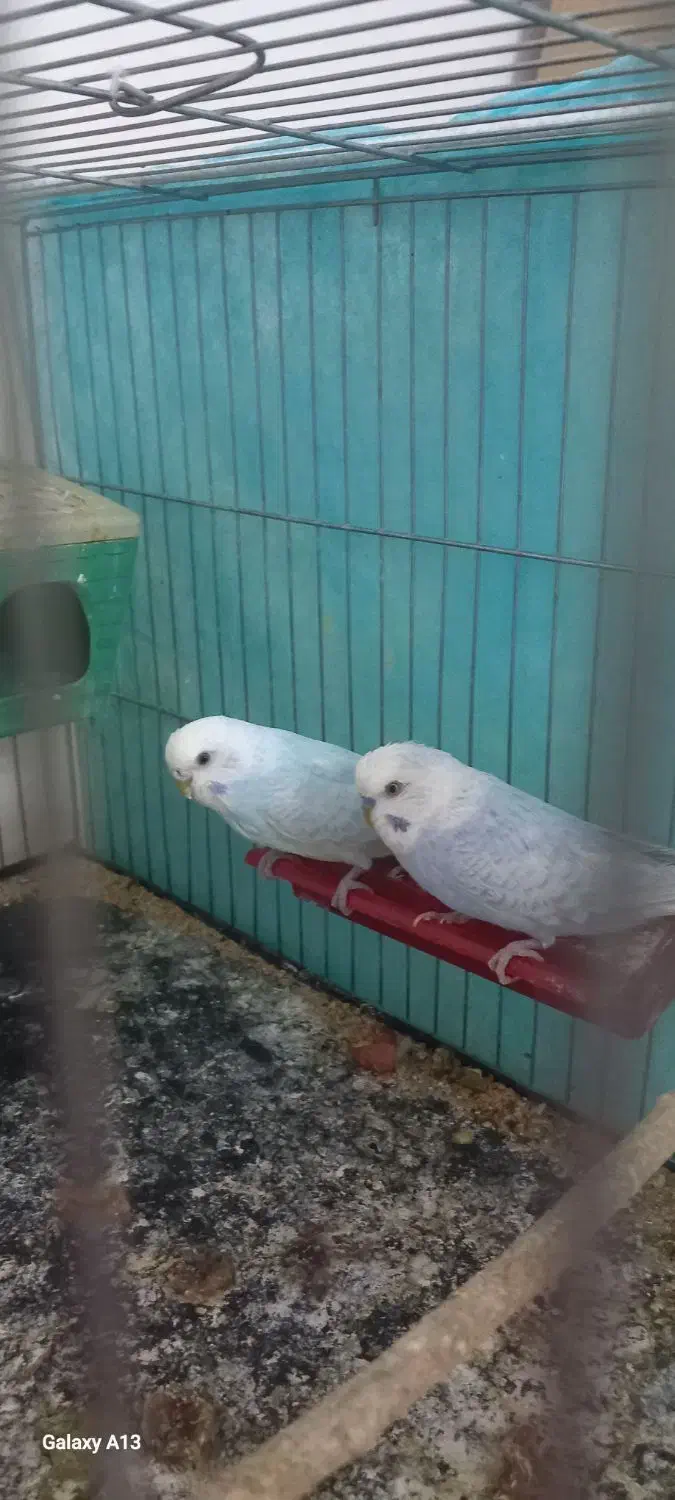 مرغ عشق|پرنده|بیرجند, |دیوار