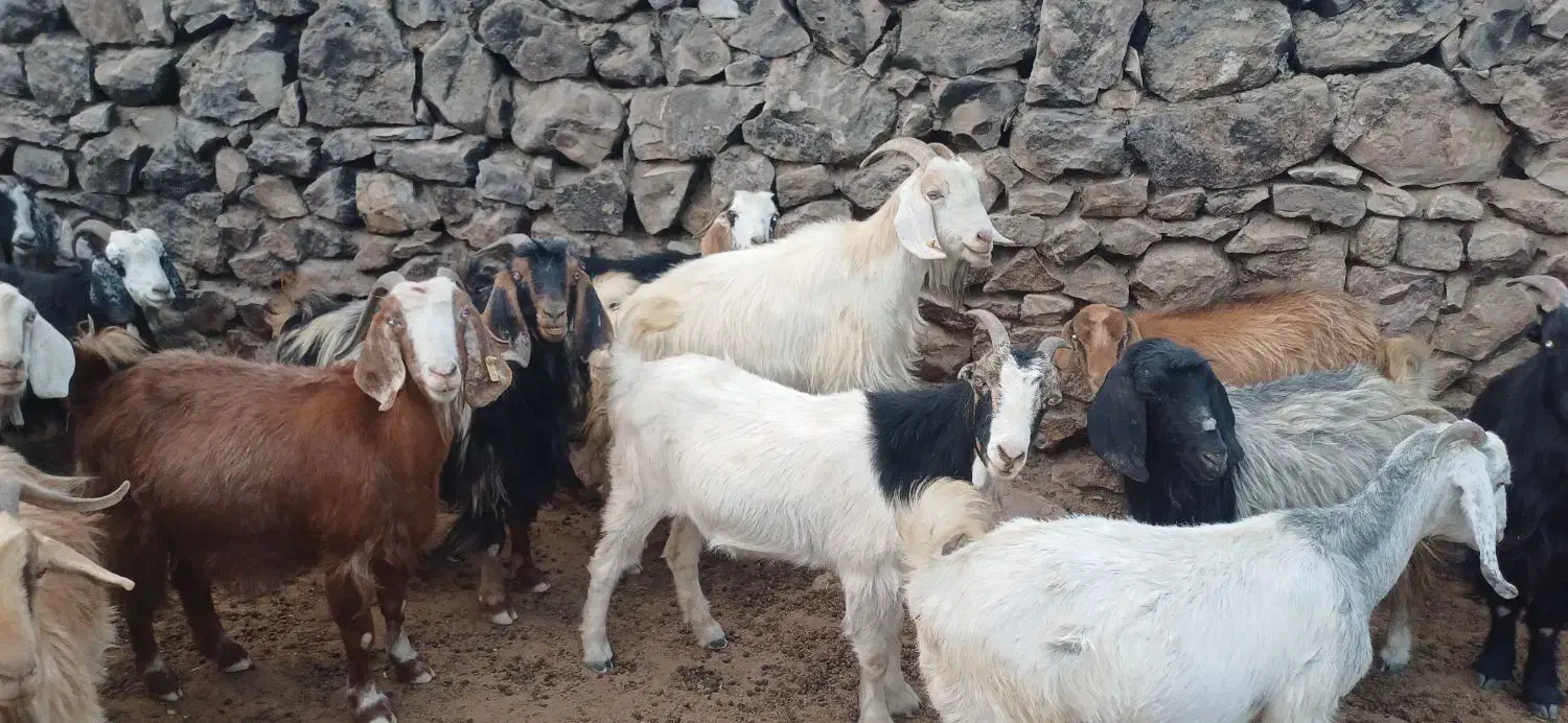 بزداشتی|حیوانات مزرعه|دهدشت, |دیوار