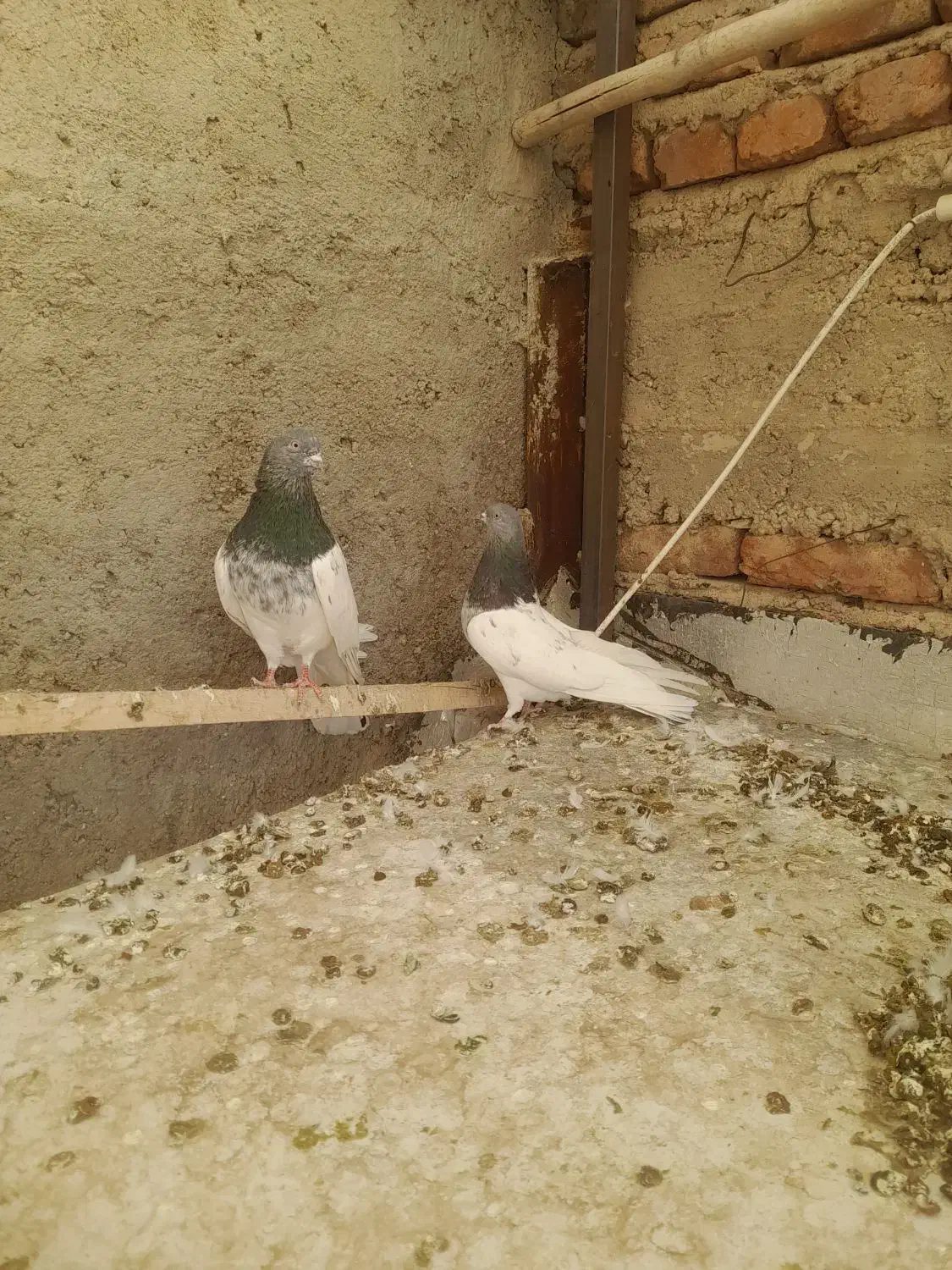 فروش کبوتر نروماده|پرنده|آذرشهر, |دیوار