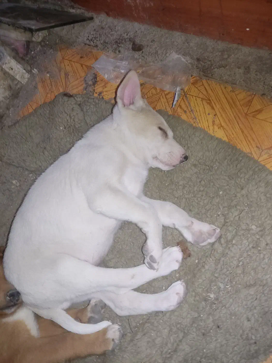 توله نر میکس واگزاری رایگان|سگ|مشهد, کشف|دیوار