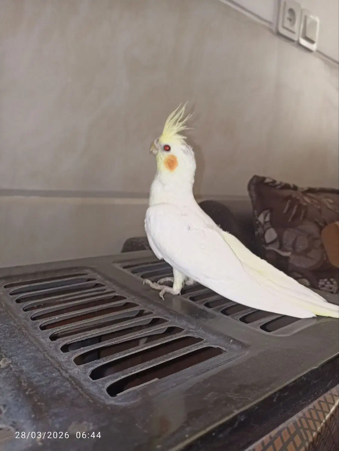 قناری عروس هلندی مرغ عشق|پرنده|یزد, |دیوار