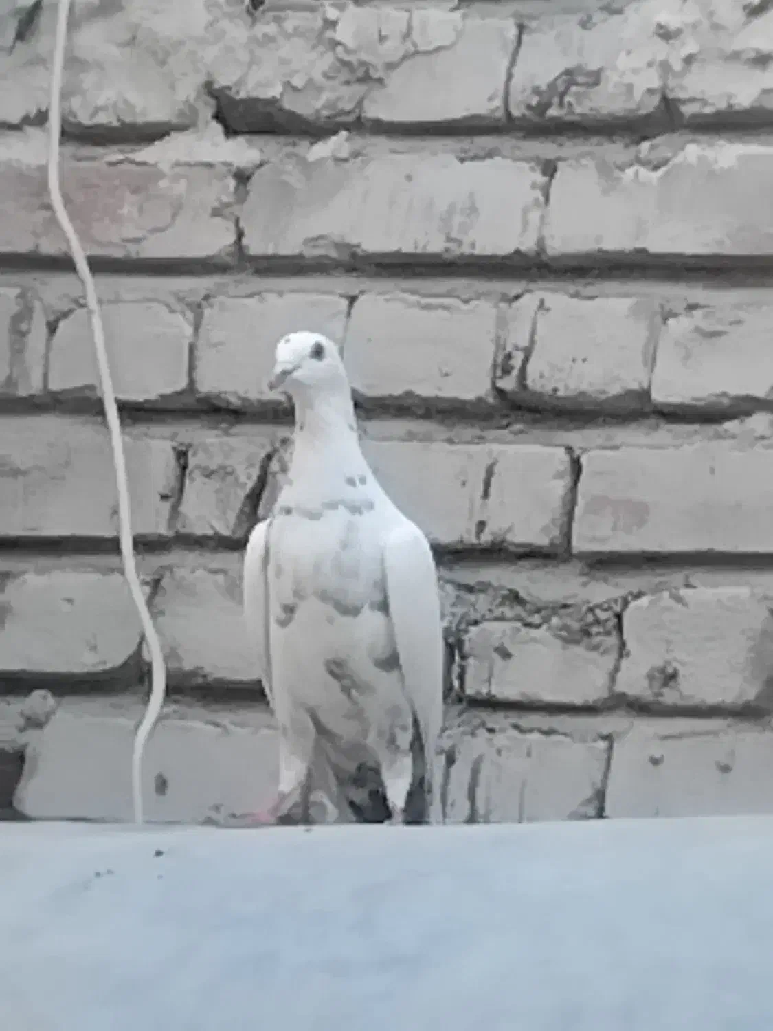 کبوتر ضمانت|پرنده|هیدوچ, |دیوار