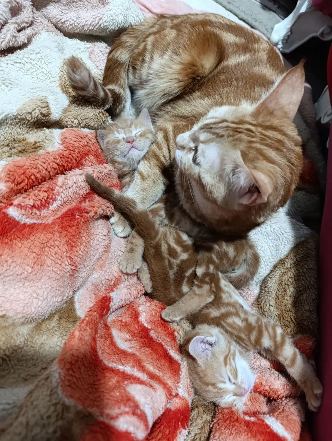 واگذاری گربه دی اس اچ|گربه|کرمان, |دیوار