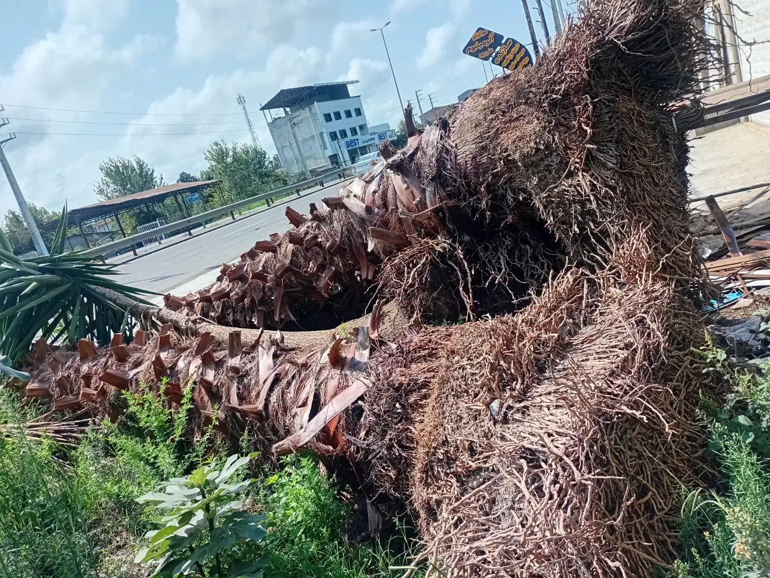 فروش فوری یوکا وپالم بالای ۴متر تنه فقط|گل و گیاه طبیعی|سرخرود, |دیوار