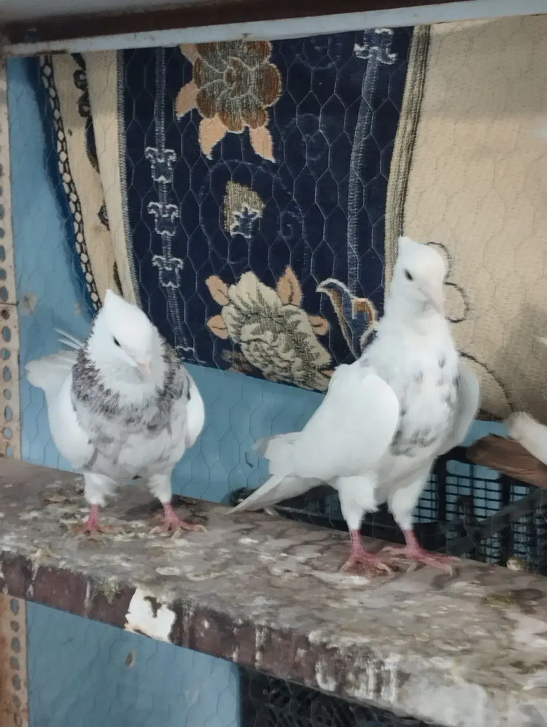 سلام|حراج|شادگان, |دیوار