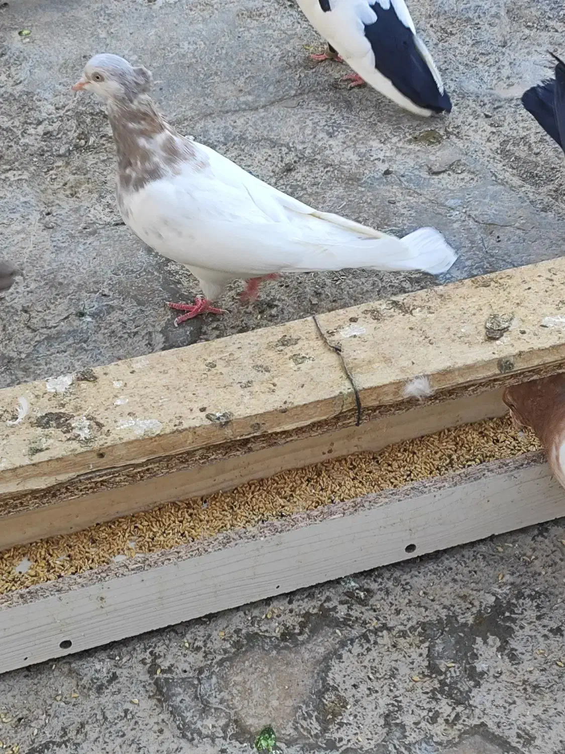 ماده کله کوهی  یا کله الماسی|پرنده|ازنا, |دیوار