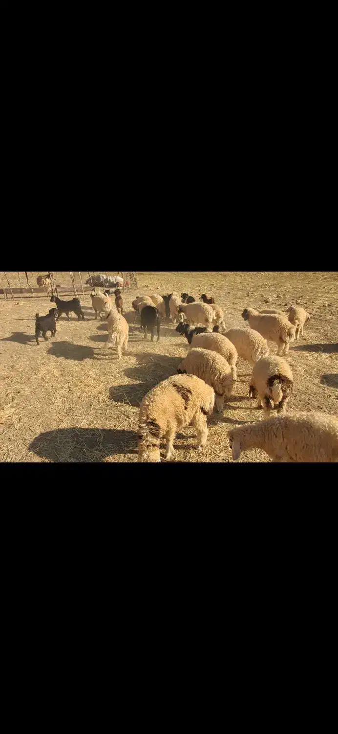 بره پرواری|حیوانات مزرعه|آبدانان, |دیوار