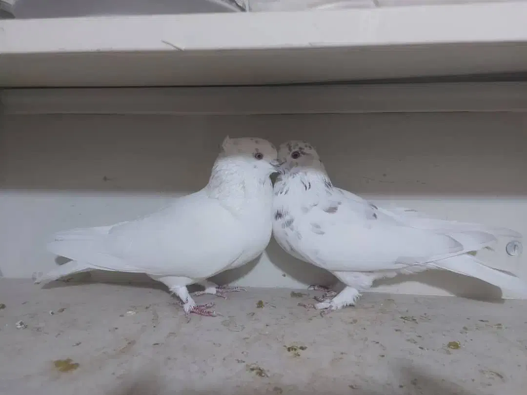 کبوتر کفتر کاشونی و تهرونی|پرنده|فولادشهر, B1|دیوار