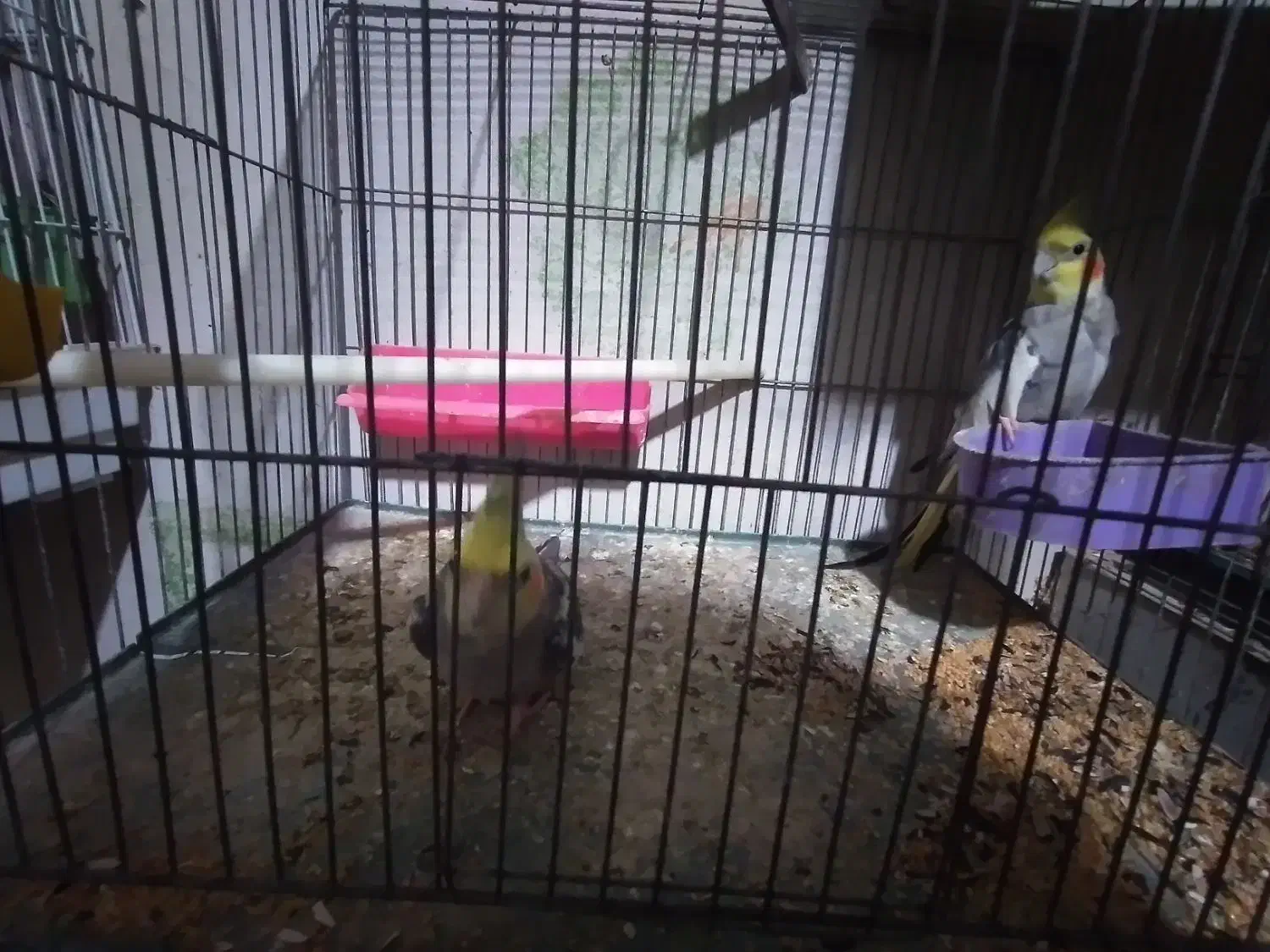 مرغ عشق وعروس|پرنده|پارسآباد, |دیوار