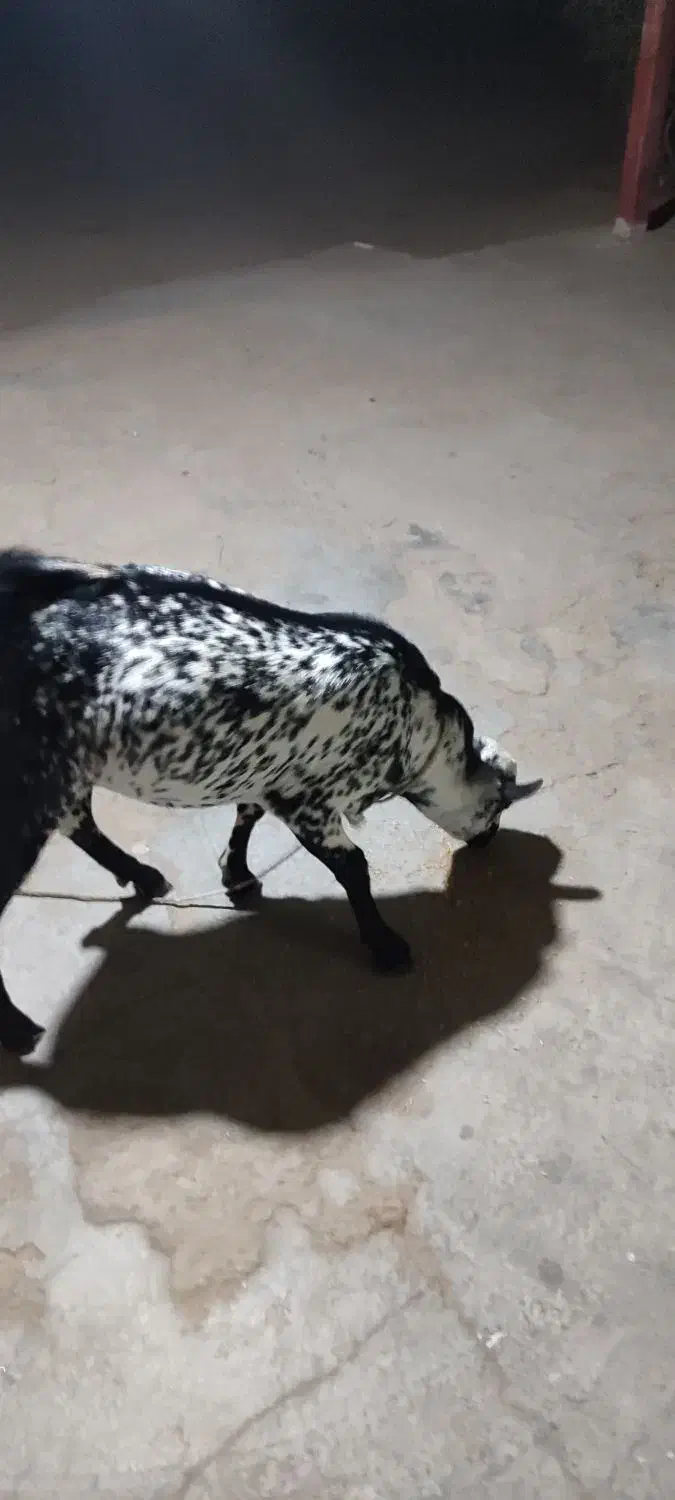 کهره نر|حیوانات مزرعه|بندرعباس, |دیوار