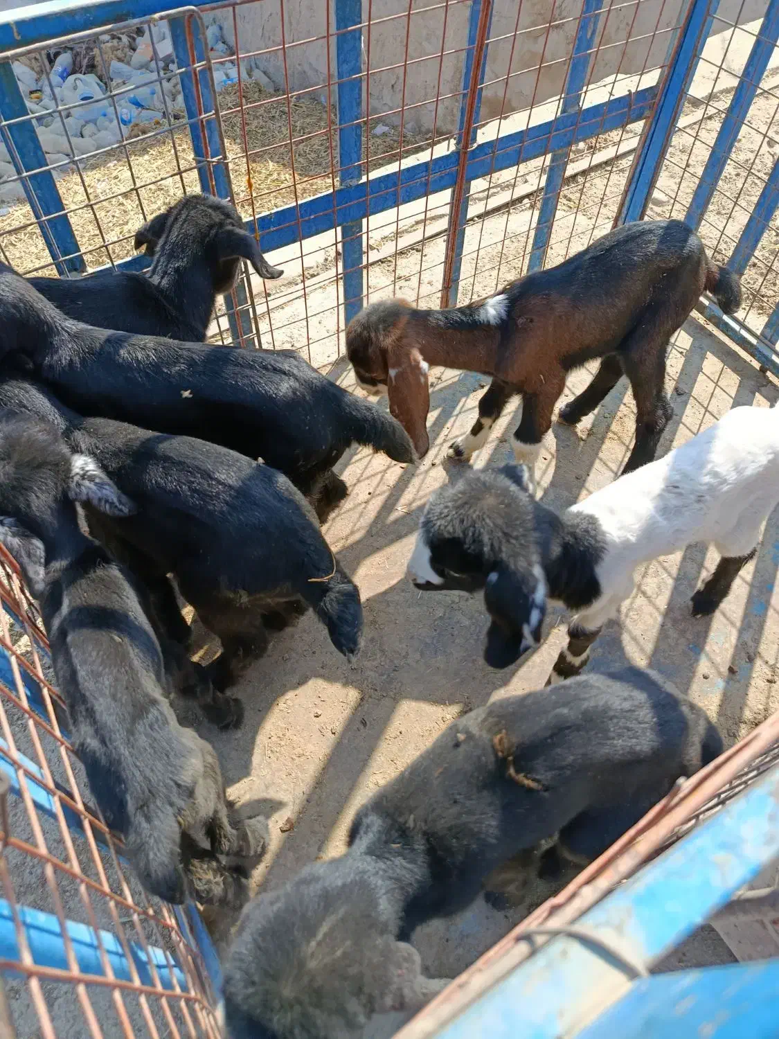 کهره و بره شیری|حیوانات مزرعه|بهبهان, |دیوار