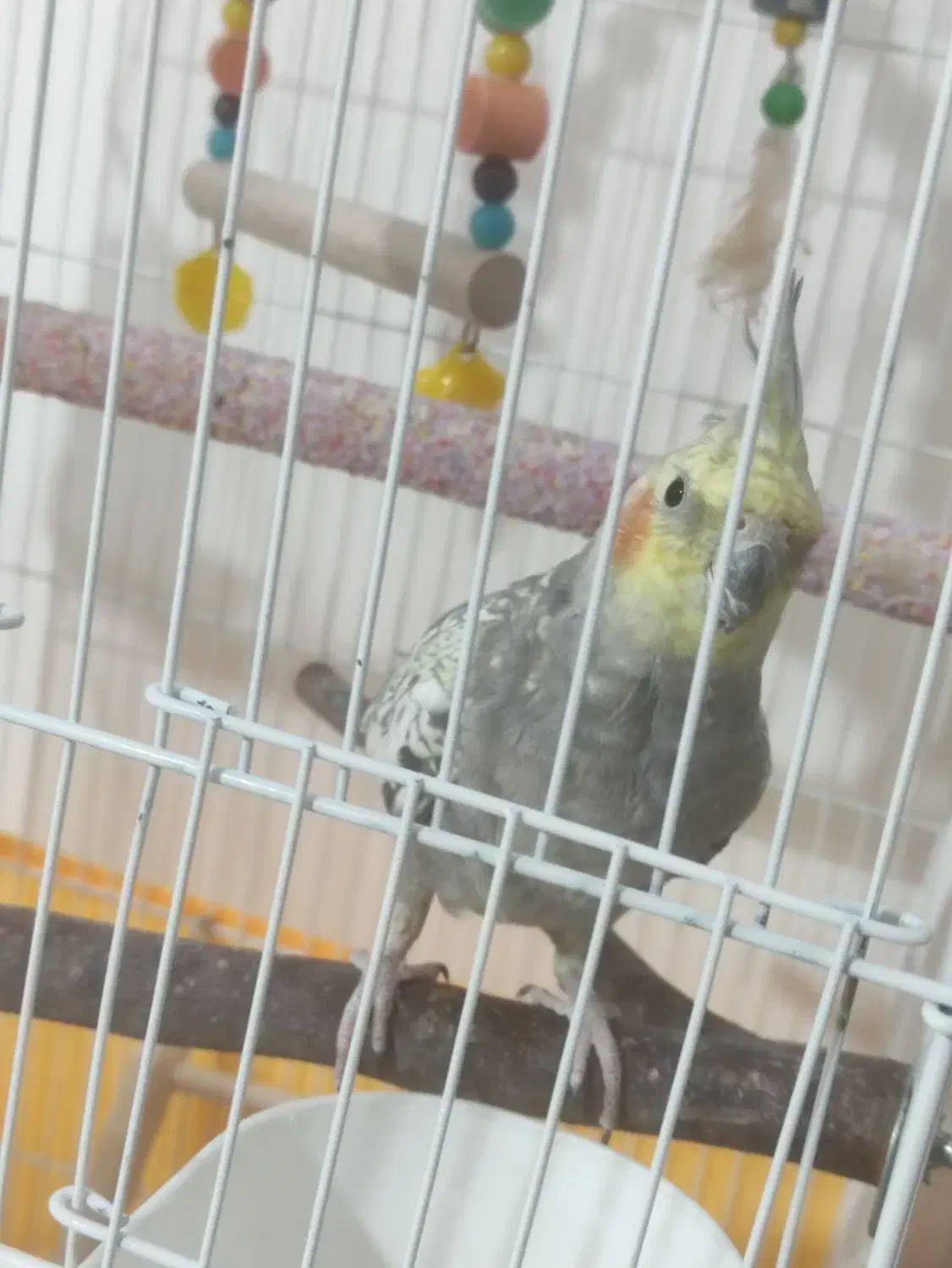 عروس هلندی نر سخنگو.به همراه قفس و اسباب بازی|پرنده|فردوسیه, |دیوار