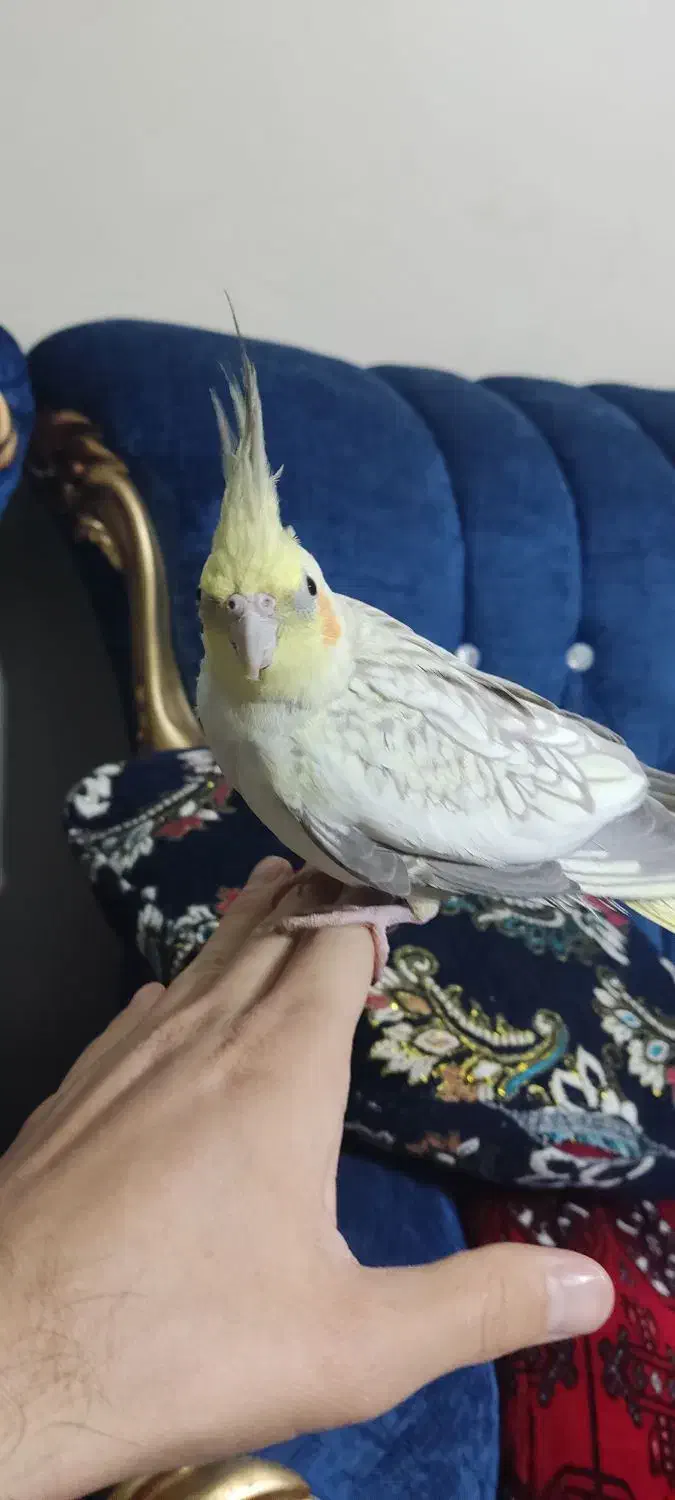 عروس هلندی ماده تخم گزار|پرنده|زیباشهر, |دیوار