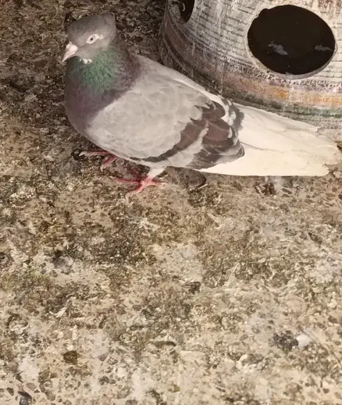 قریب گیری پرشی|حیوانات|نسیم‌شهر, |دیوار