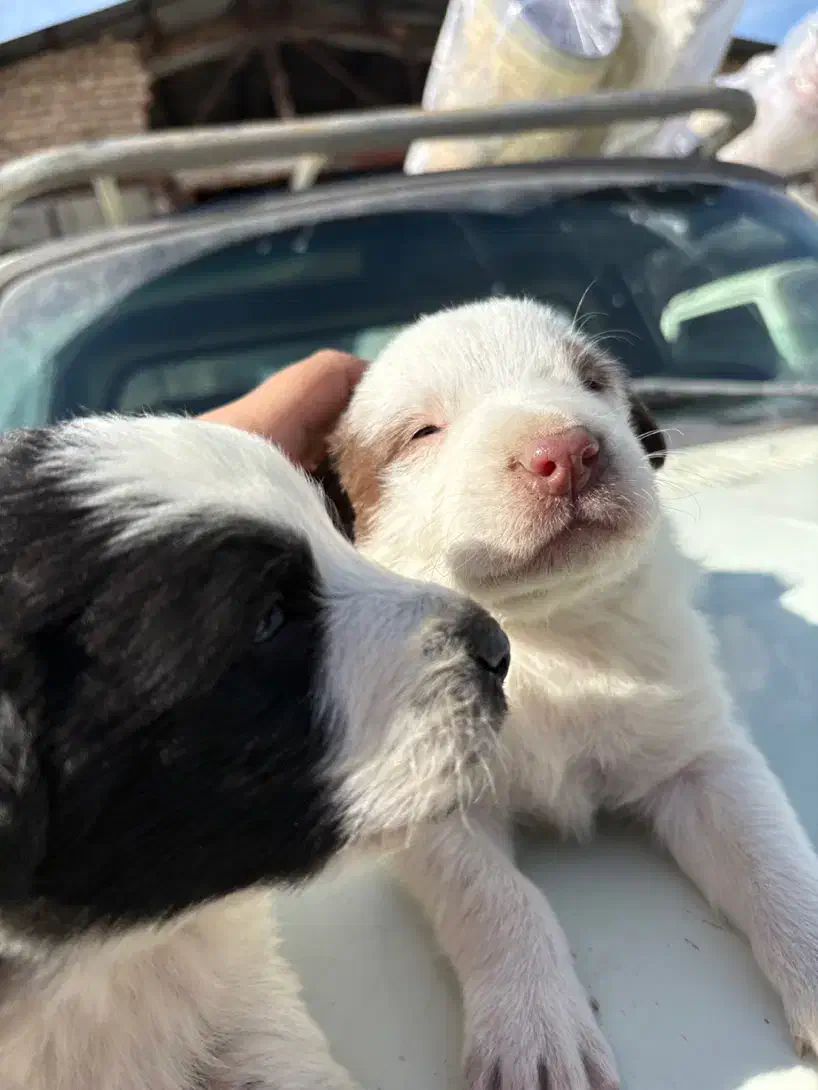 واگذاری سگ|سگ|رودهن, |دیوار