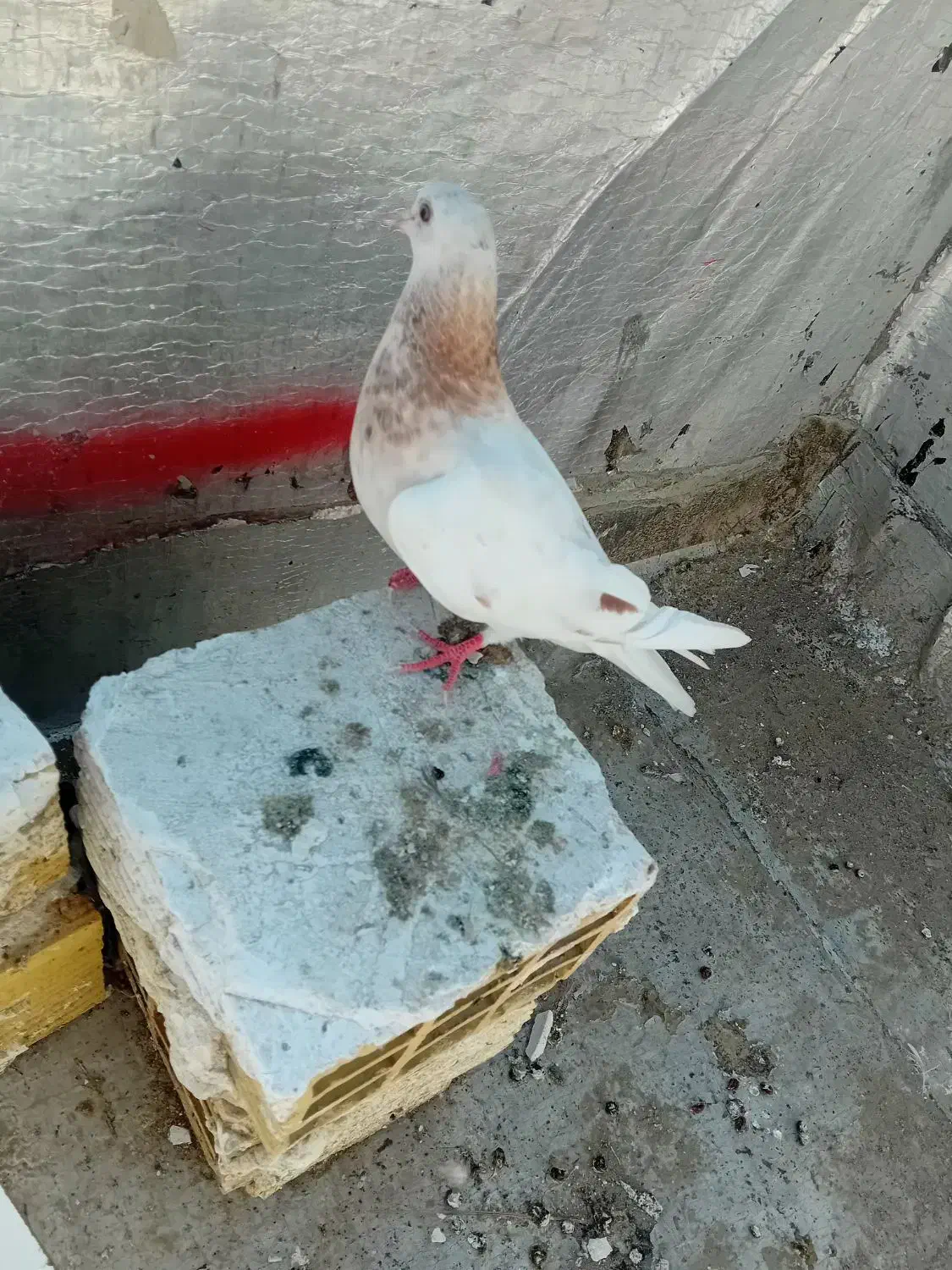 کفتر|پرنده|میناب, |دیوار