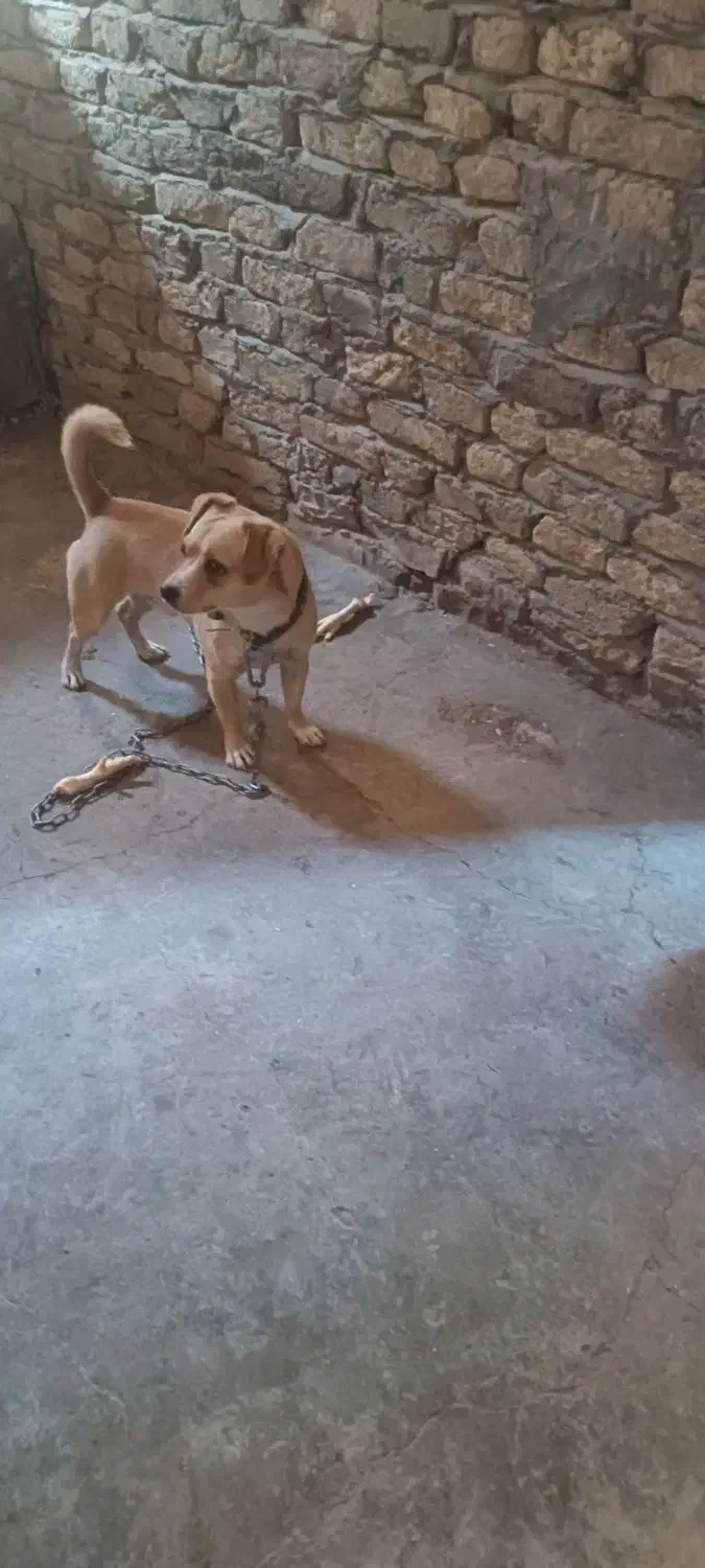 سگ پا کوتاه|سگ|کرمانشاه, |دیوار