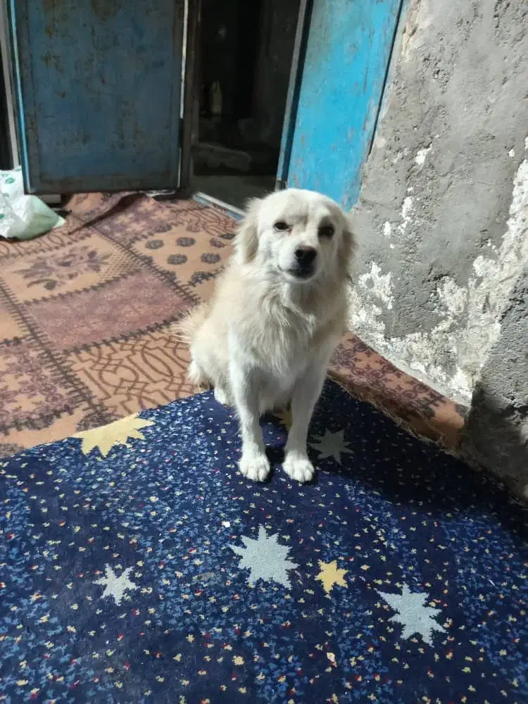 سگ پامراین|سگ|بندرعباس, |دیوار