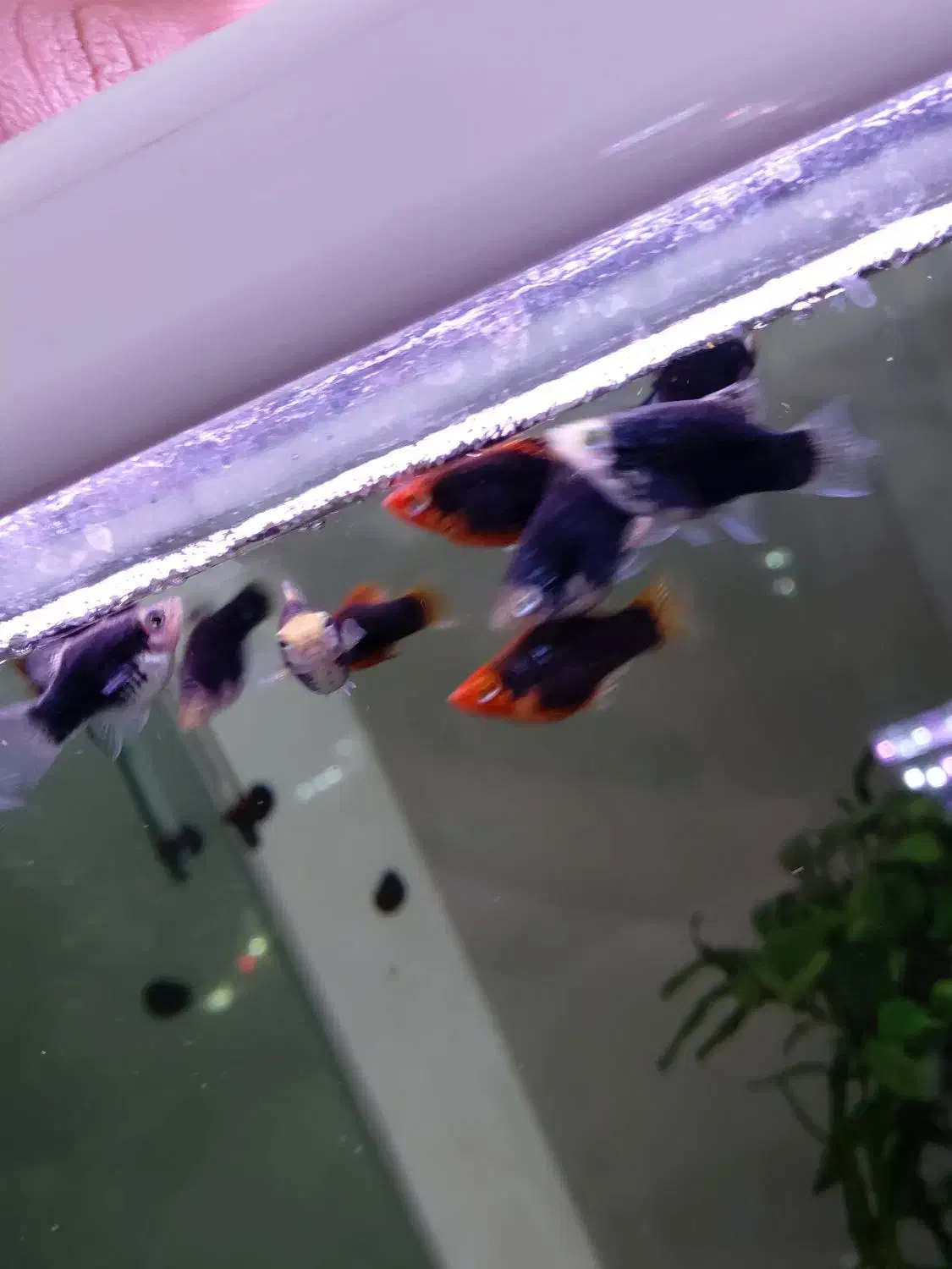 پلاتی بالن توکسیدو پلاتی سان رایس|ماهی|بندر ماهشهر, |دیوار