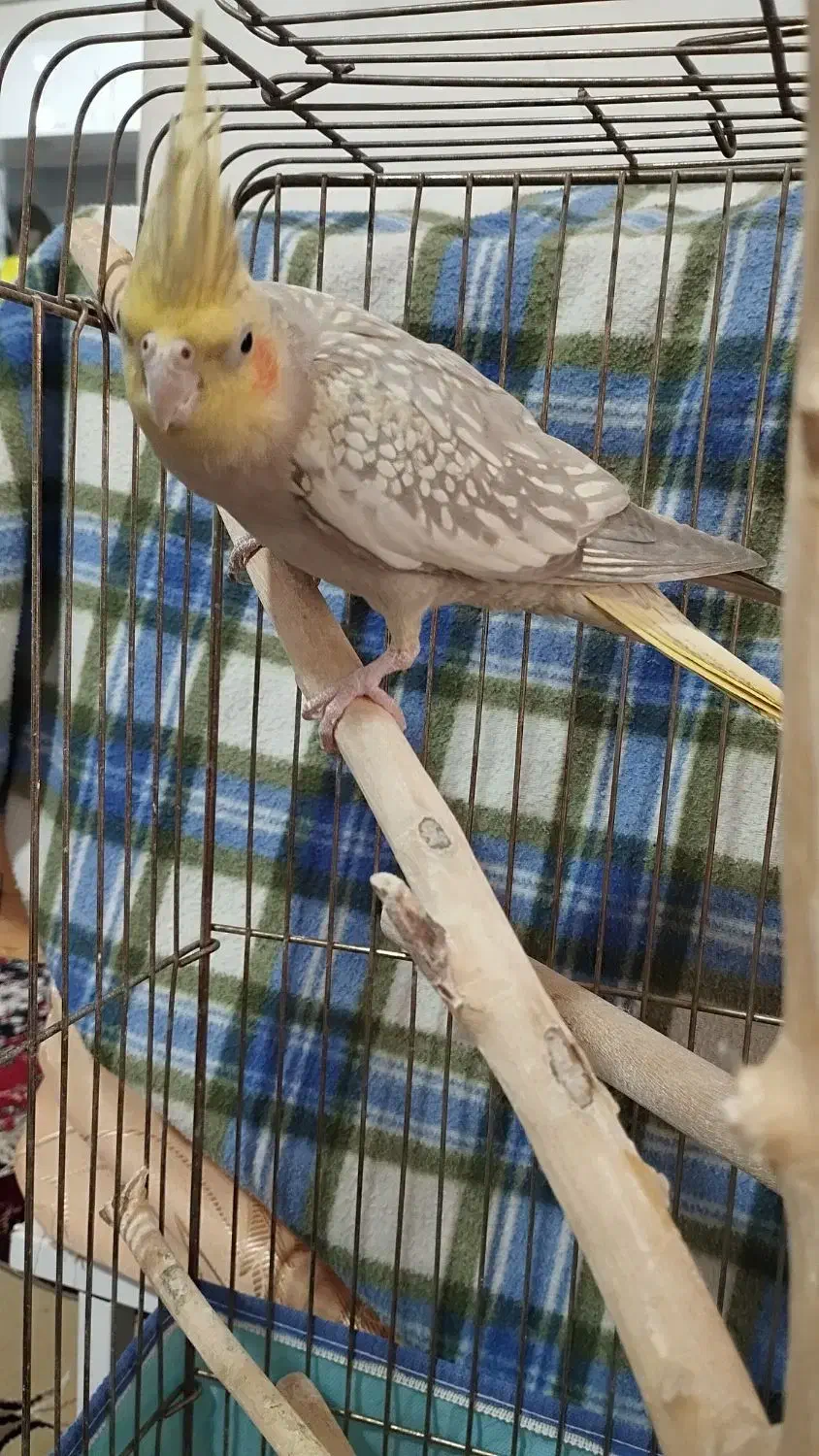 عروس هلندی|پرنده|نورآباد ممسنی, |دیوار