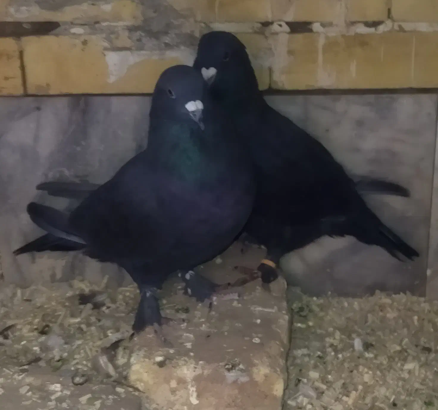جفت کبوتر کلاغ|حیوانات|رفسنجان, |دیوار