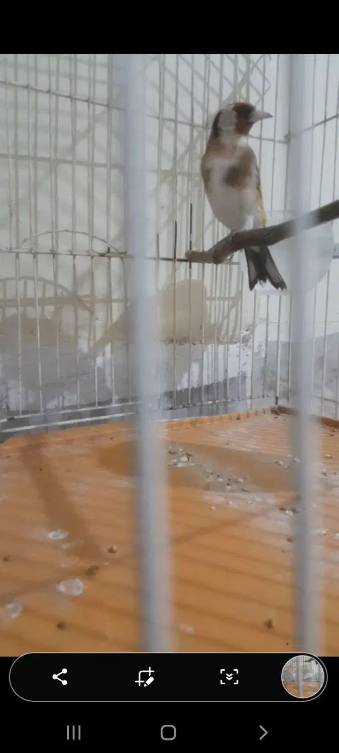 سهره|پرنده|تهران, مسعودیه|دیوار