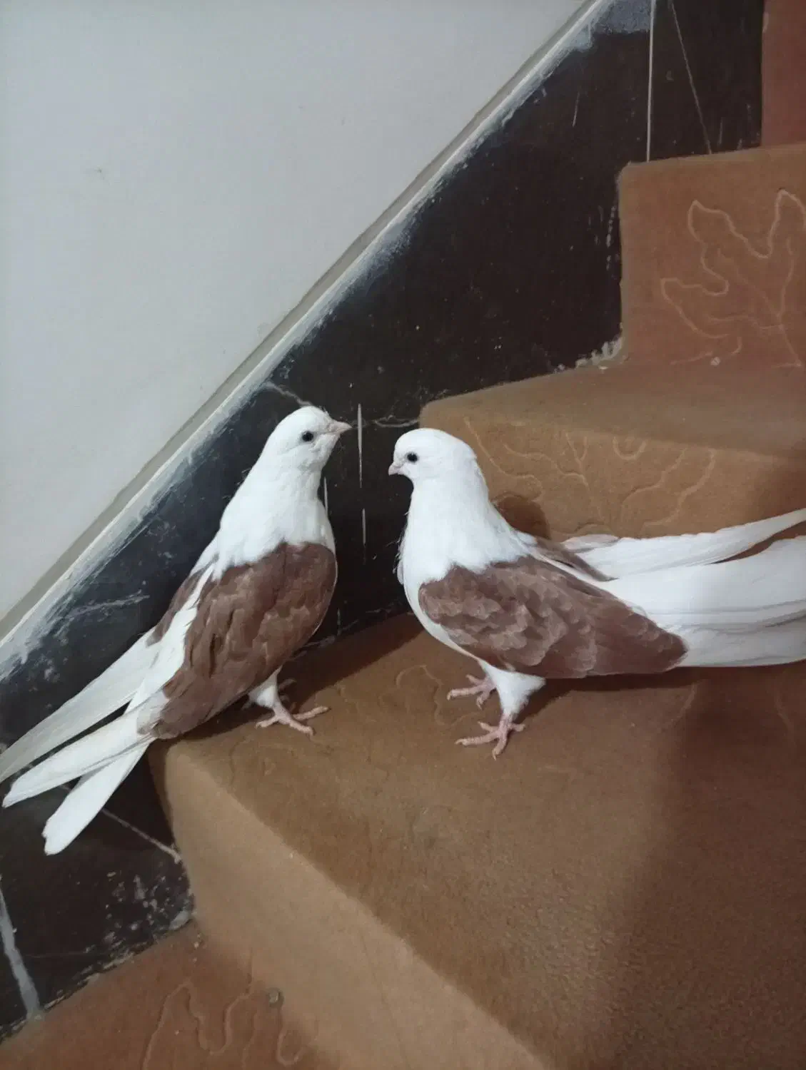 دوکت|پرنده|مبارکه, |دیوار