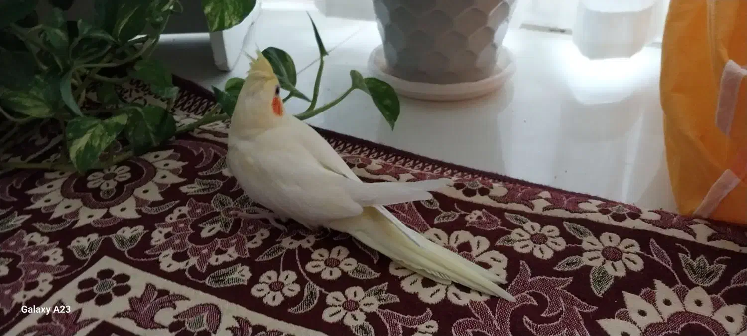 عروس هلندی لوتینو (زعفرانی)|پرنده|خمینیشهر, |دیوار