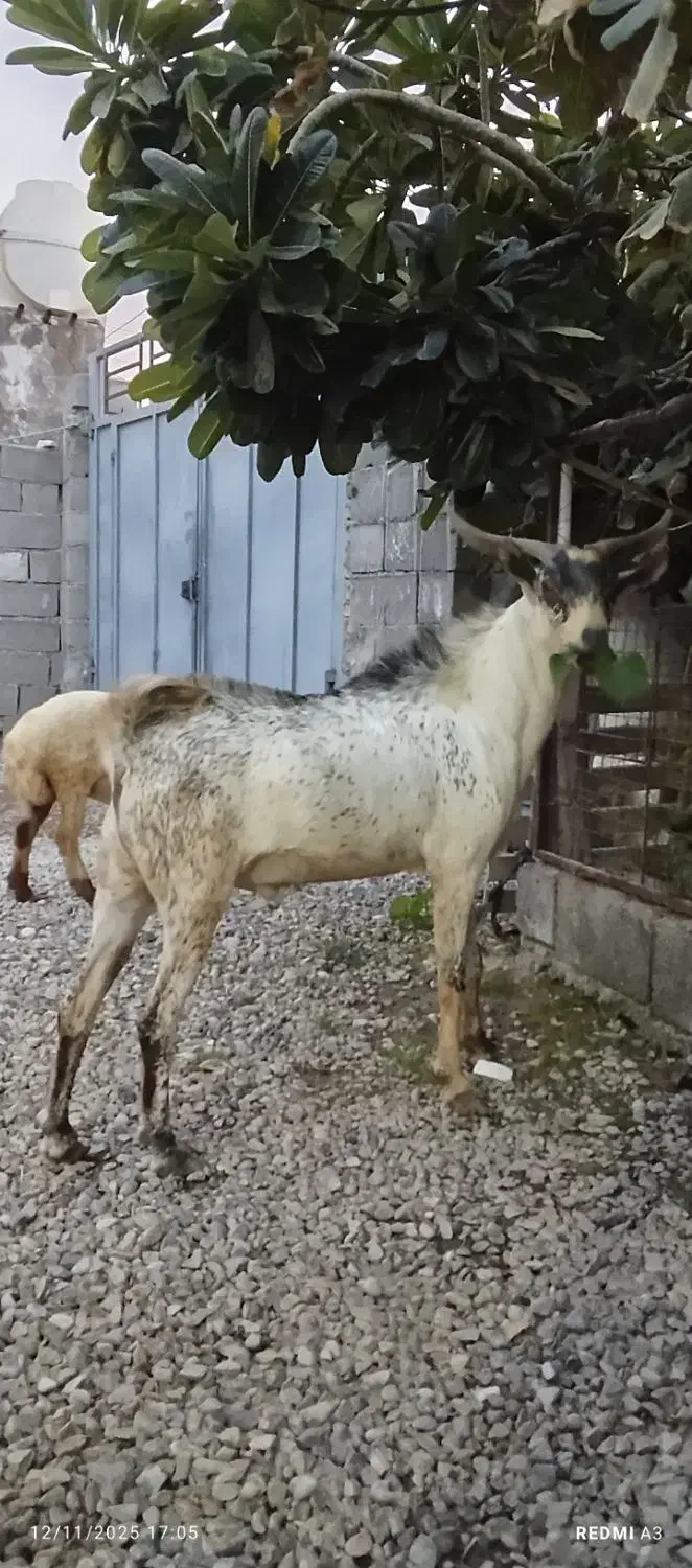 بز نر|حیوانات مزرعه|قلعه قاضی, |دیوار