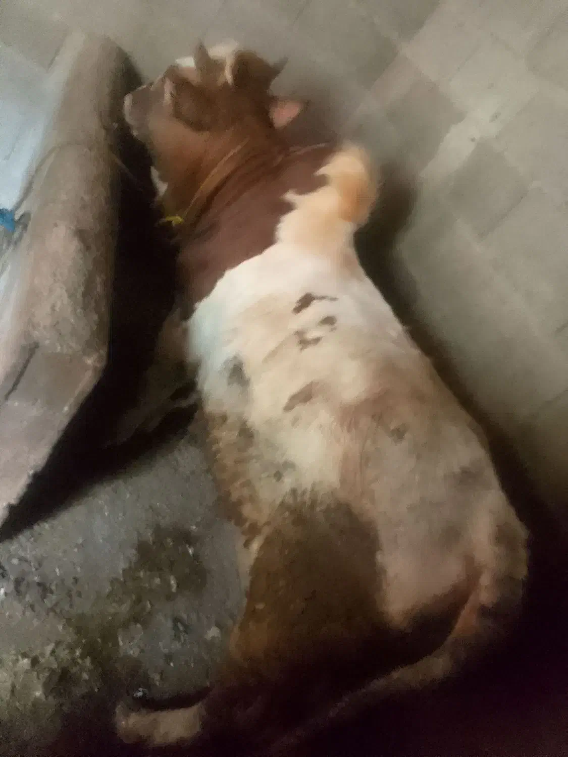 گاو نر محلی|حیوانات مزرعه|رحیم‌آباد, |دیوار