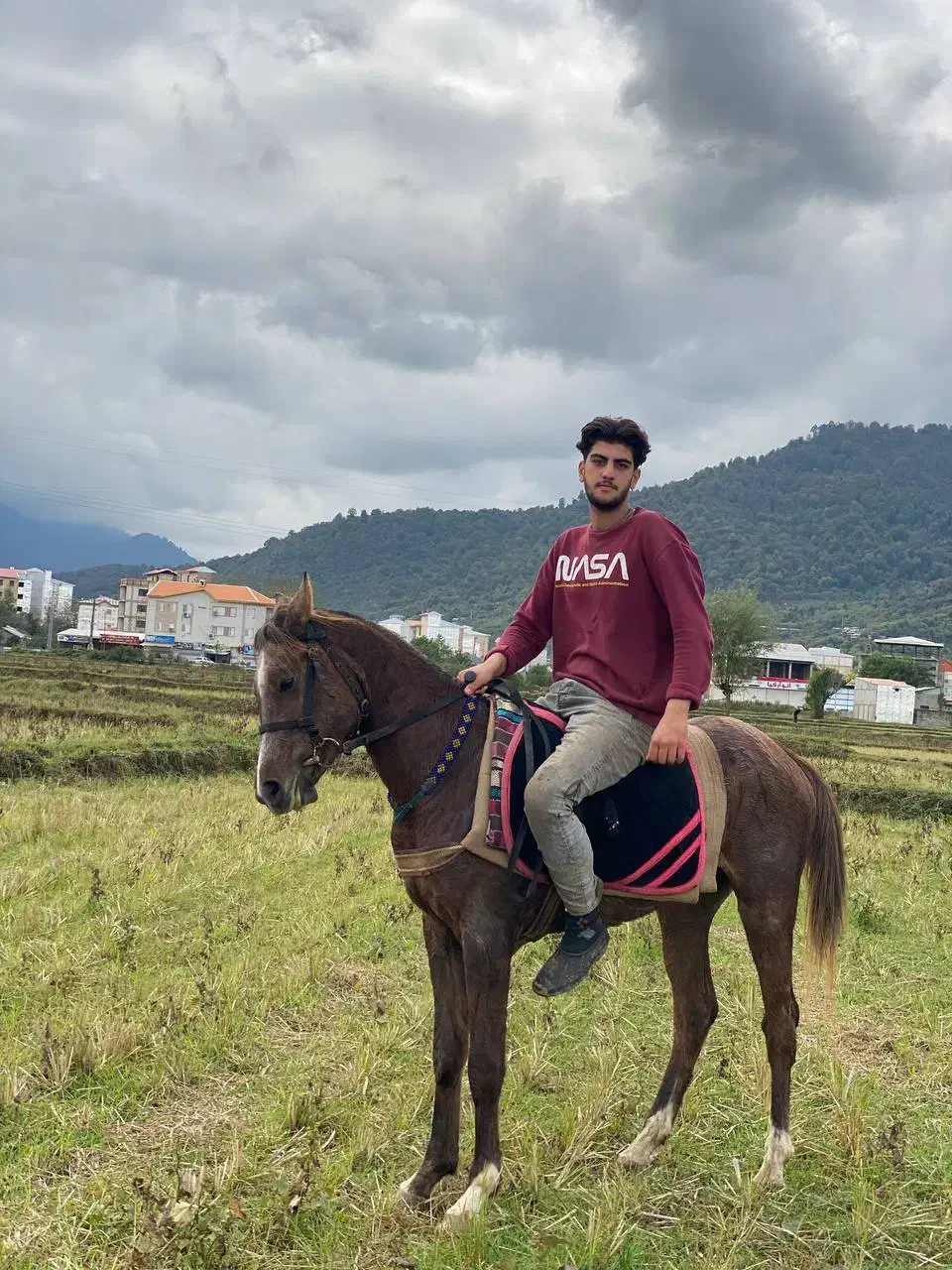 اسب عرب|اسب و تجهیزات اسبسواری|رشت, منظریه|دیوار