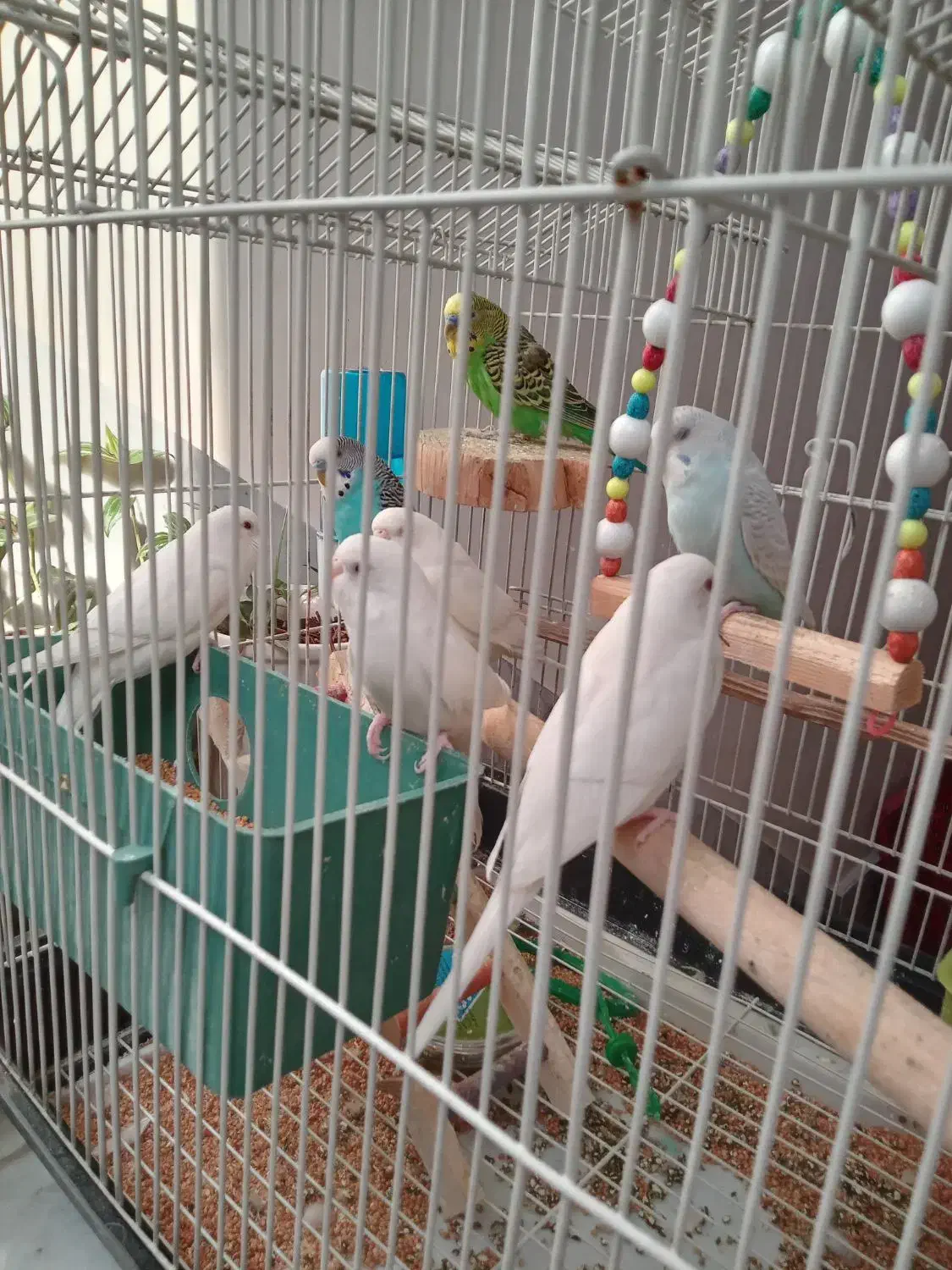 پرنده|پرنده|رباط‌کریم, رباط‌کریم|دیوار