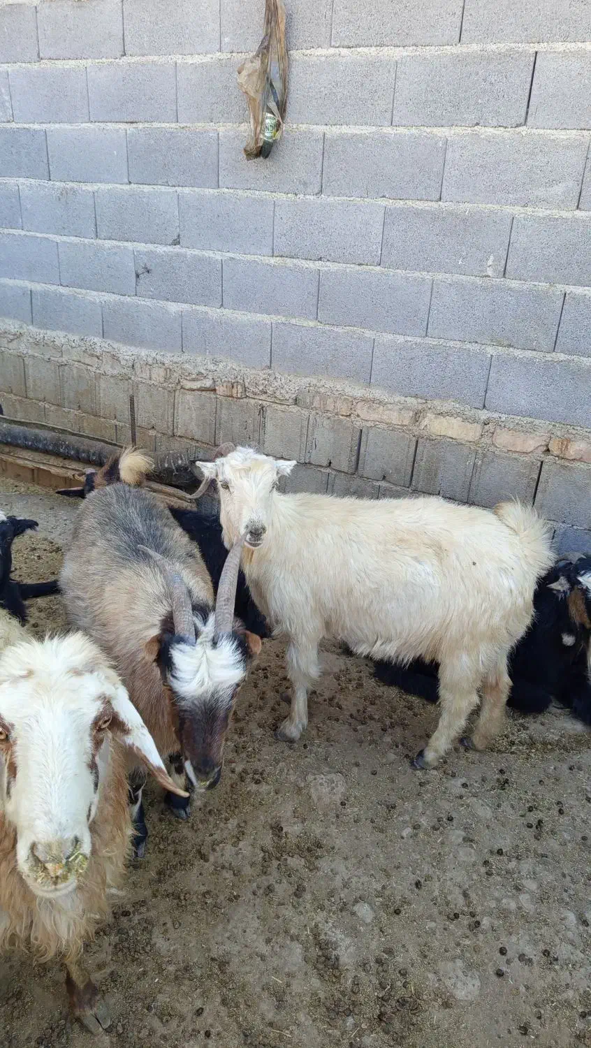 فروش 10راس بز داشت و برخورده وچاق|حیوانات مزرعه|منج, |دیوار