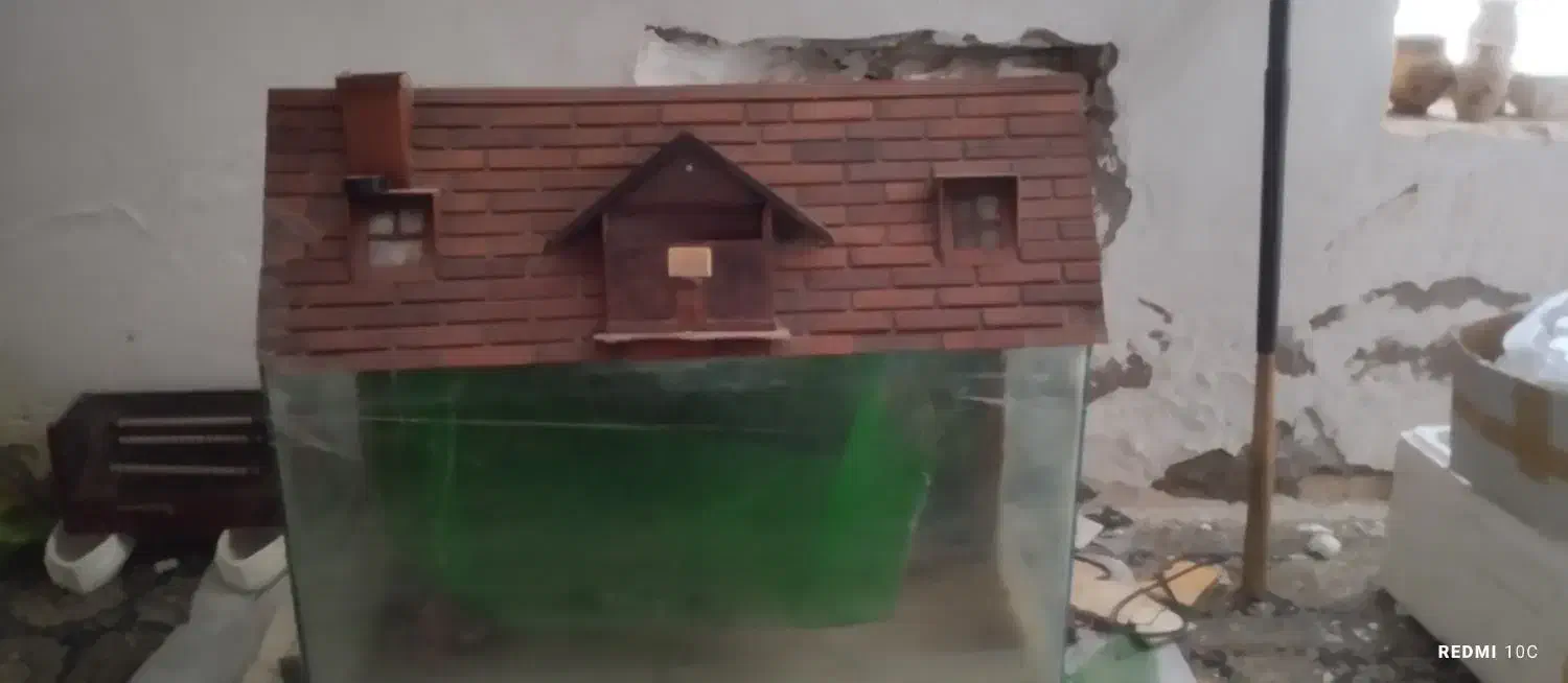 آکواریوم|ماهی|خرمشهر, |دیوار