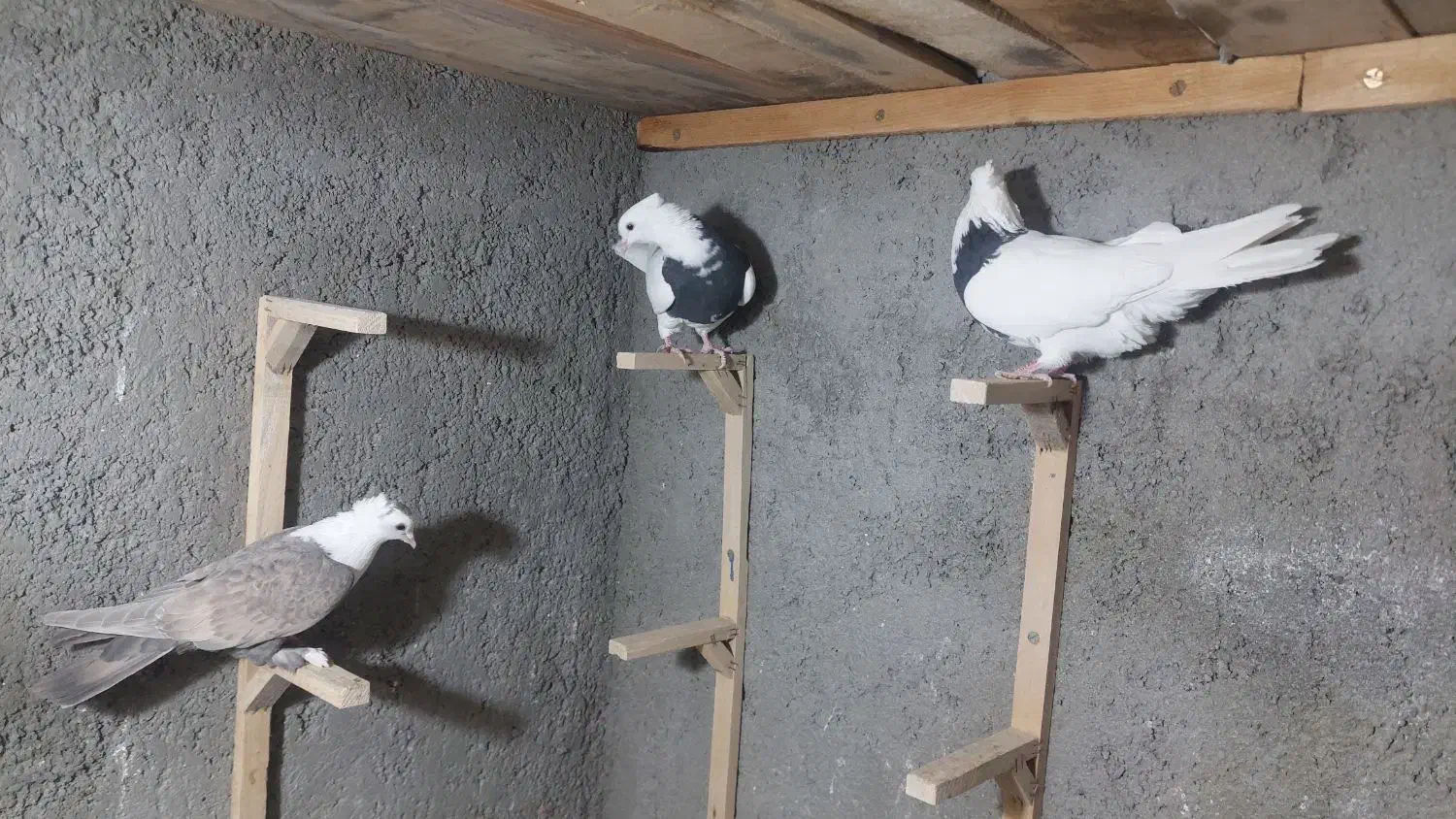 تابلو فرش نقش ک ب و ت ر|تابلو فرش|فردوس (خراسان), |دیوار