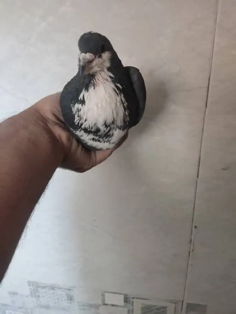 گلی وزاغ ریشی|پرنده|زرند, |دیوار