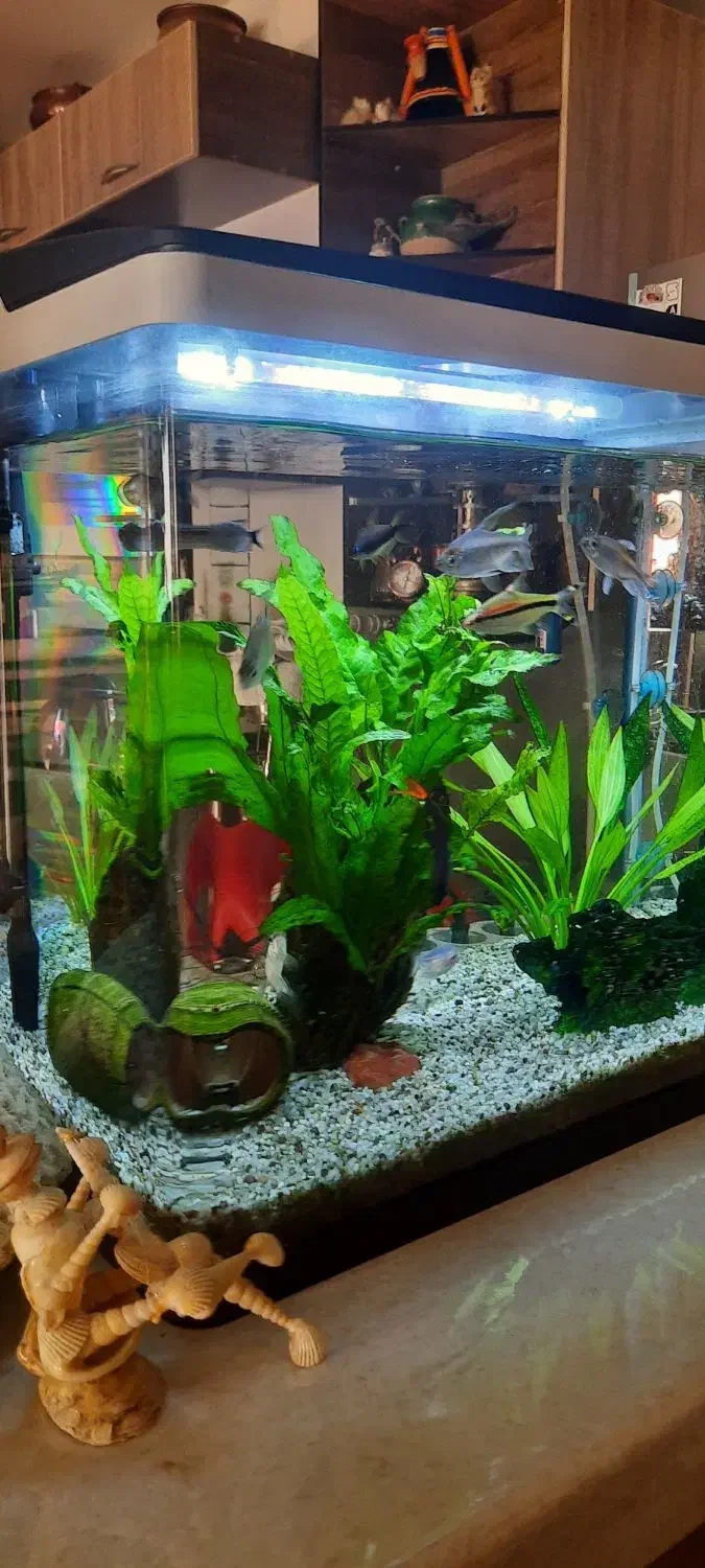 آکواریوم|ماهی|صدرا-فارس, فاز ۱|دیوار