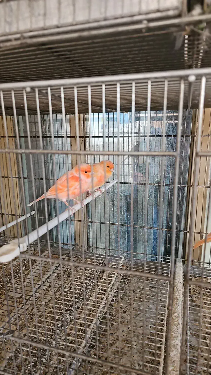 قناری اورجینال ترکیه ای|پرنده|شهریار, رزکان|دیوار