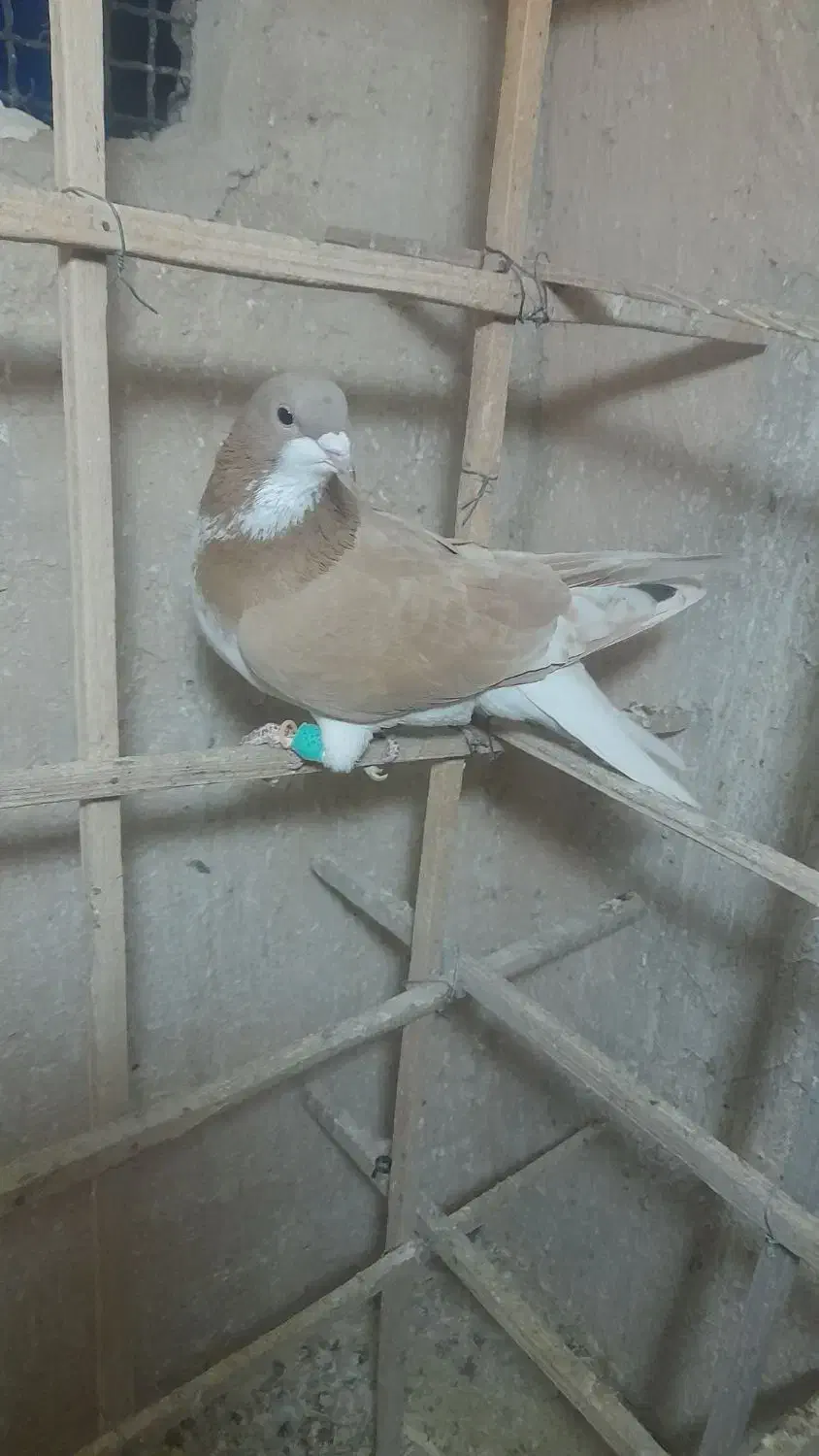 ۱۵۰۰۰۰۰|پرنده|بجنورد, |دیوار