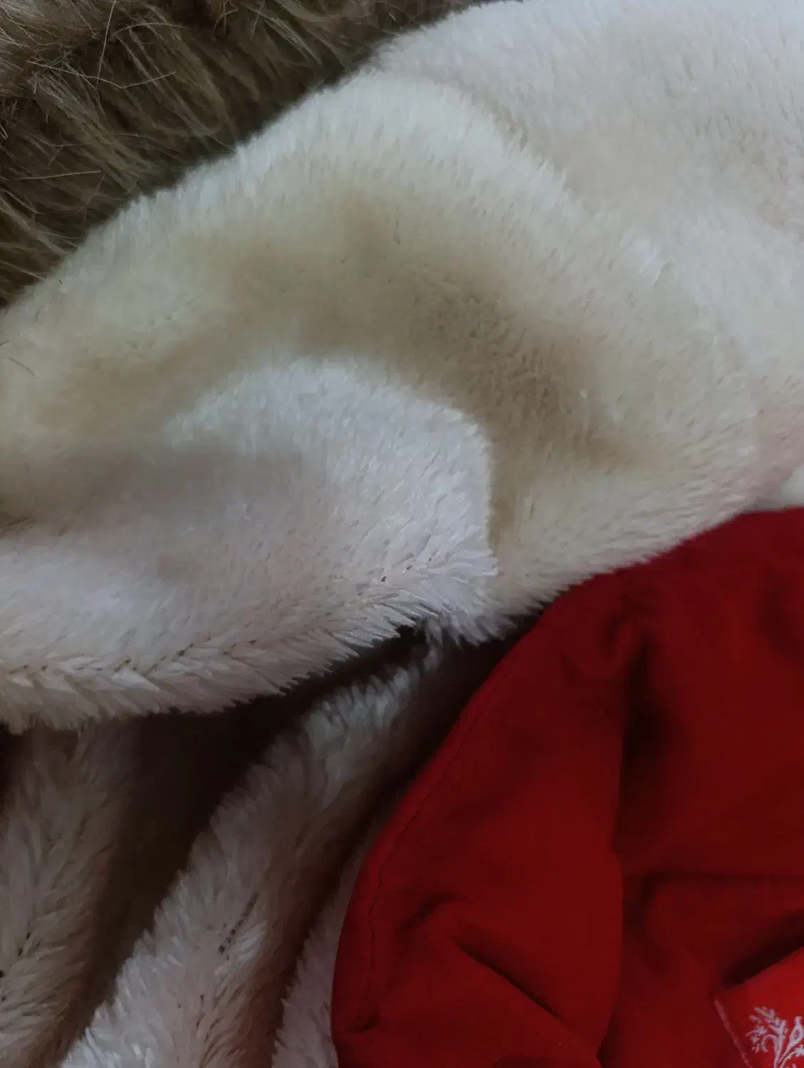 پالتو|لباس|جهرم, |دیوار