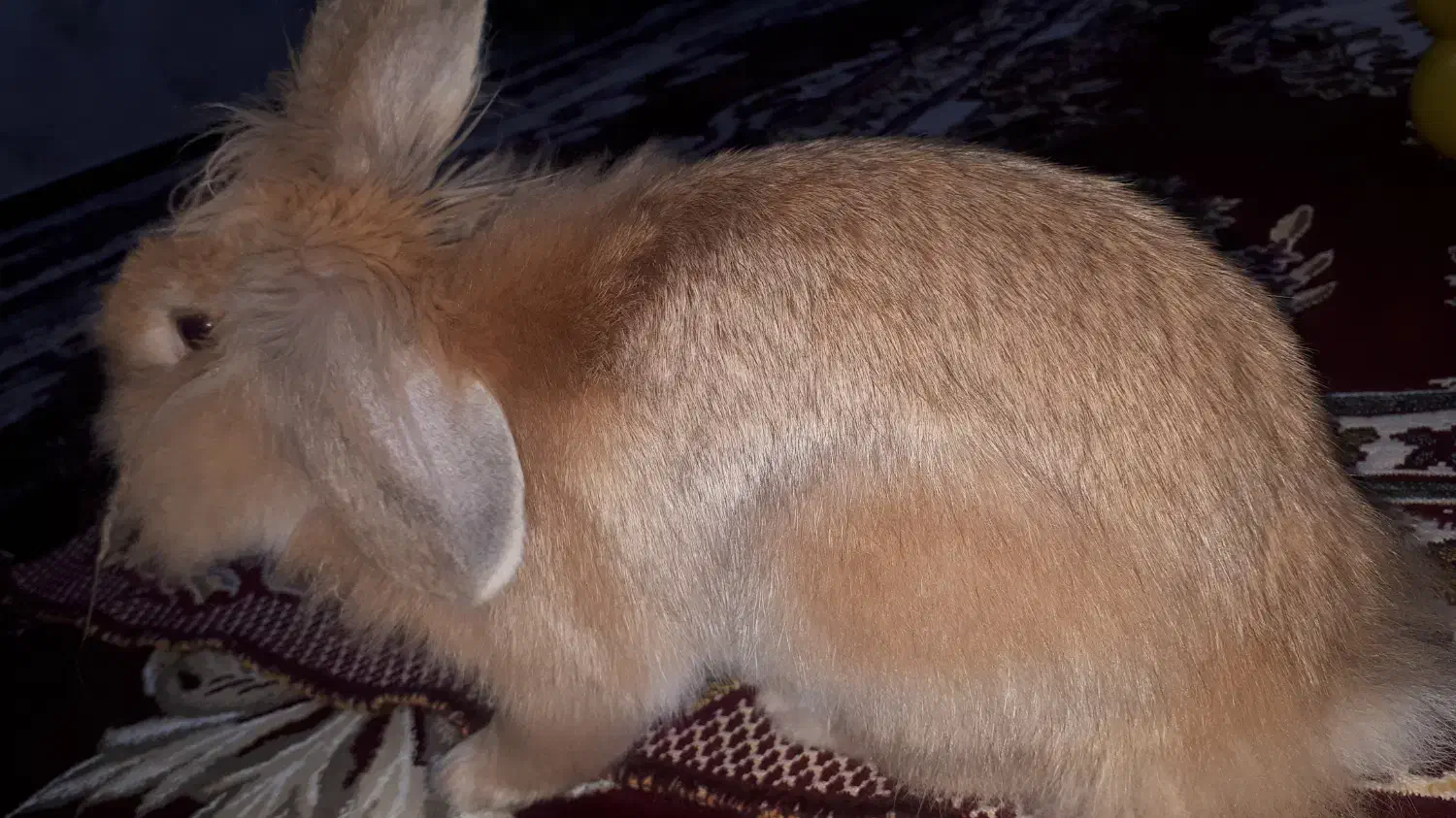 خرگوش خوشمزه|موش و خرگوش|کرج, چمران|دیوار