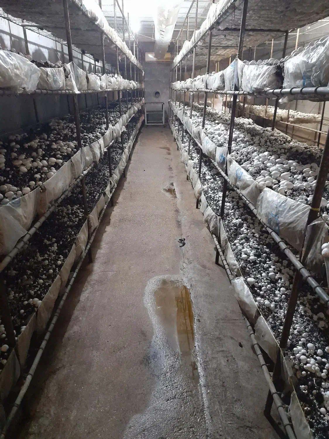 آموزش تولید قارچ خوراکی|خدمات آموزشی|شوشتر, |دیوار