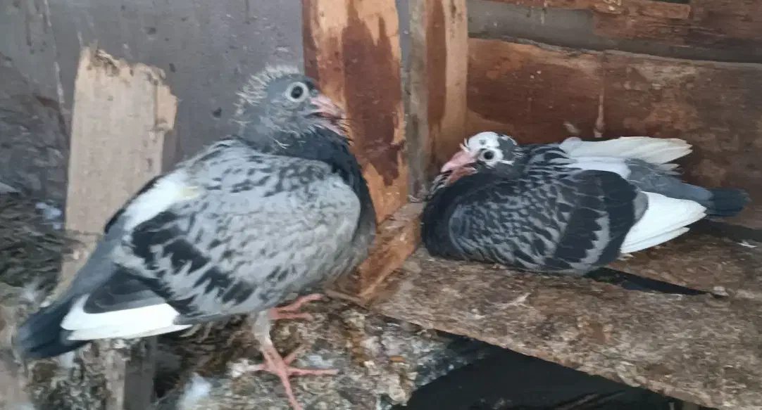 پلاکی|پرنده|ریگ, |دیوار