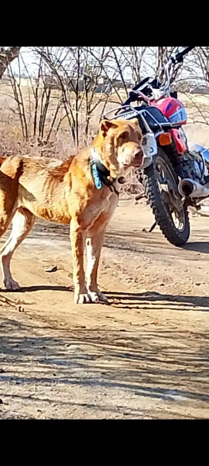 سگ بالغ|سگ|ساوه, |دیوار