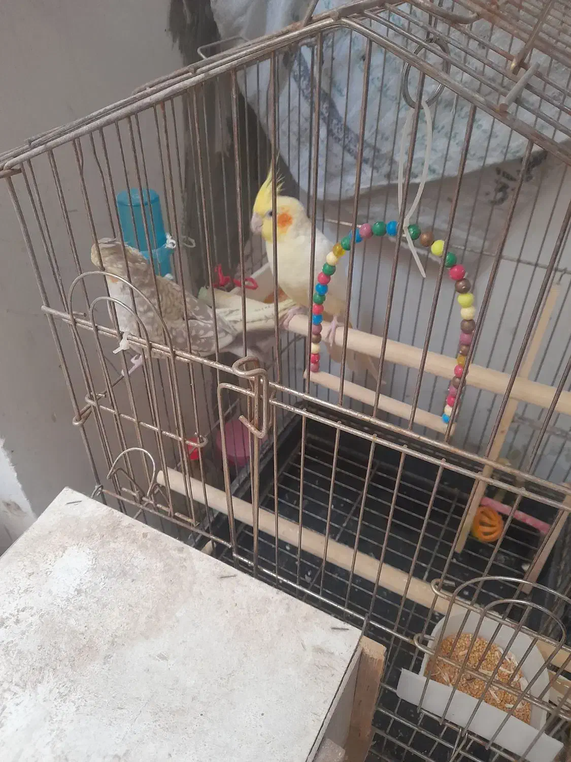 یک جفت عروس هلندی  با قفس خیلی بزرگ و تمام وسایل|پرنده|پیشوا, |دیوار