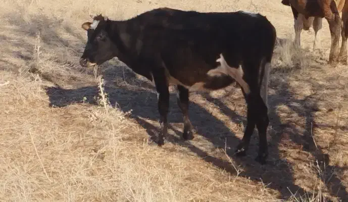 گاو محلی|حیوانات مزرعه|خاو و میرآباد, |دیوار